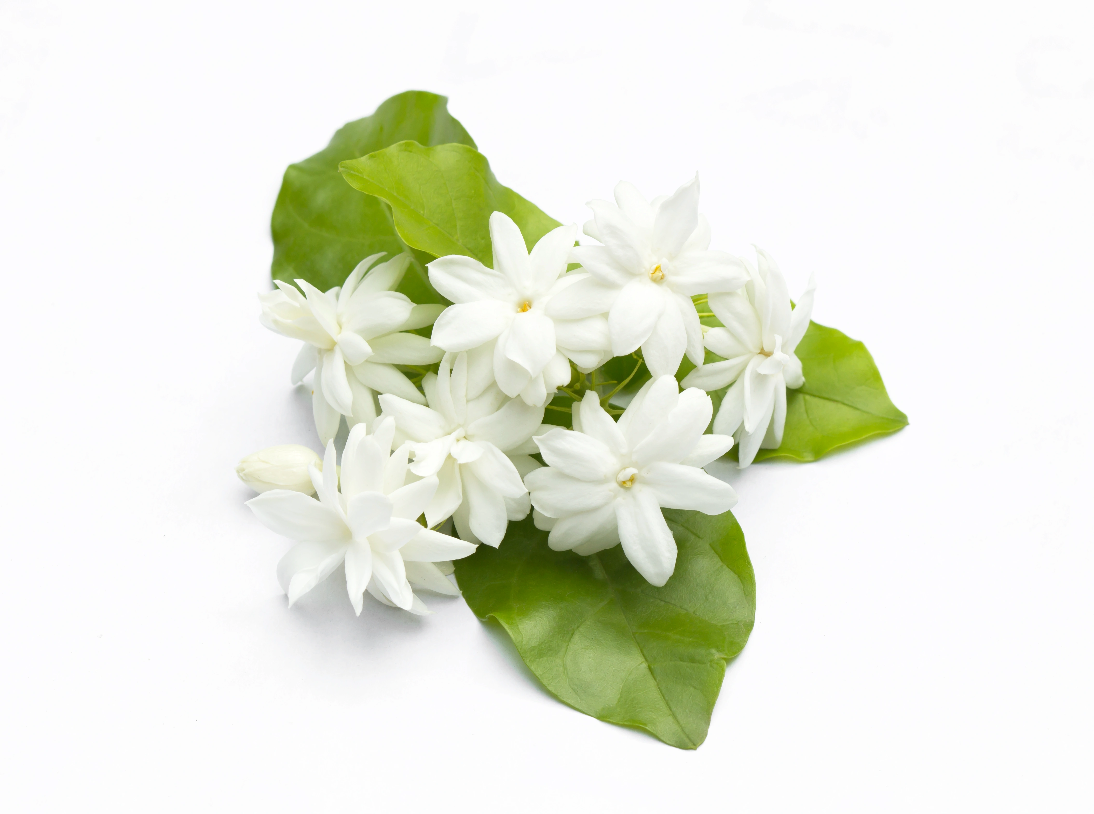Jasmica Fragrance Oil
