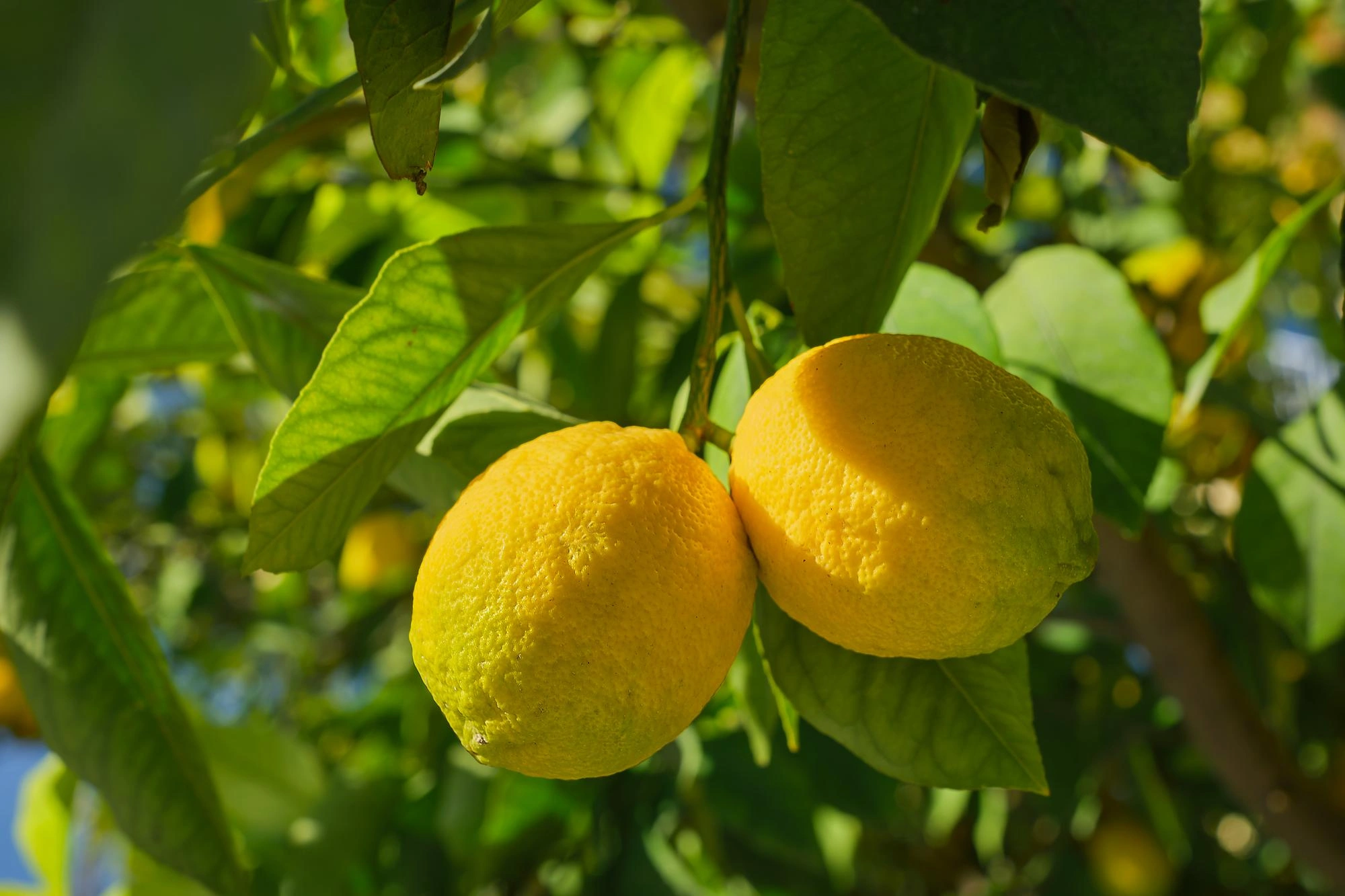 Lemon Fragrance Oil